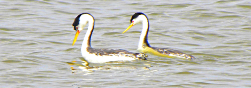 Inland Water Swimming BirdsWestern Grebe