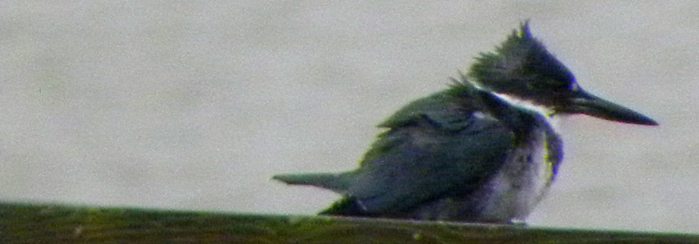 Inland Water Upland BirdsBelted Kingfisher