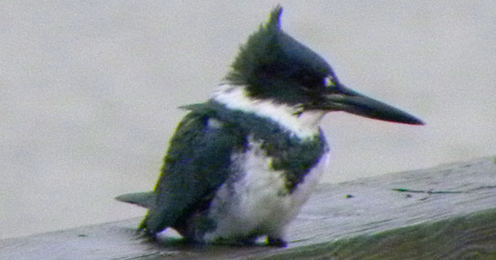 Inland Water Upland BirdsBelted Kingfisher