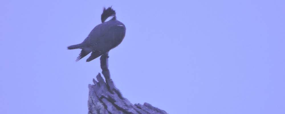 Inland Water Upland BirdsBelted Kingfisher