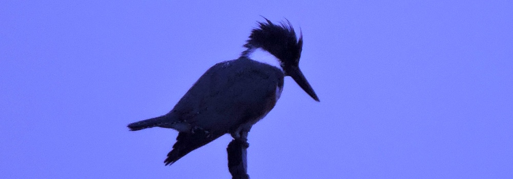 Inland Water Upland BirdsBelted Kingfisher
