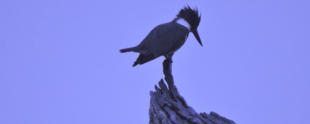 Inland Water Upland BirdsBelted Kingfisher