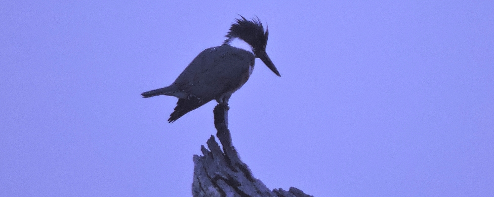 Inland Water Upland BirdsBelted Kingfisher