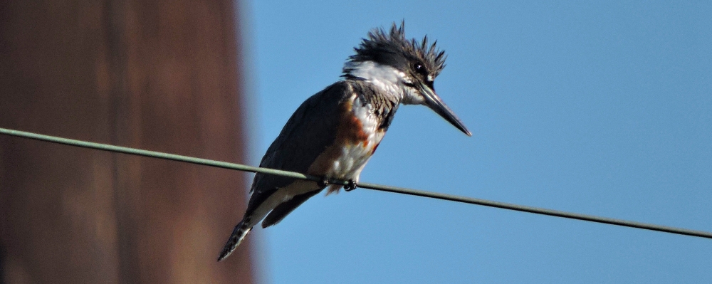 Inland Water Upland BirdsBelted Kingfisher