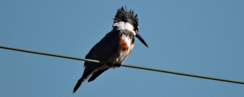Inland Water Upland BirdsBelted Kingfisher