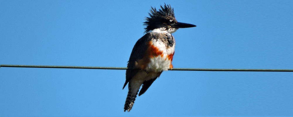 Inland Water Upland BirdsBelted Kingfisher