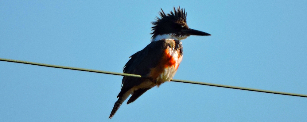 Inland Water Upland BirdsBelted Kingfisher