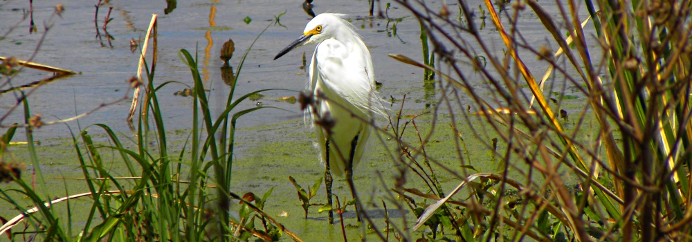 Inland Water Wading BirdsSnowy Egret