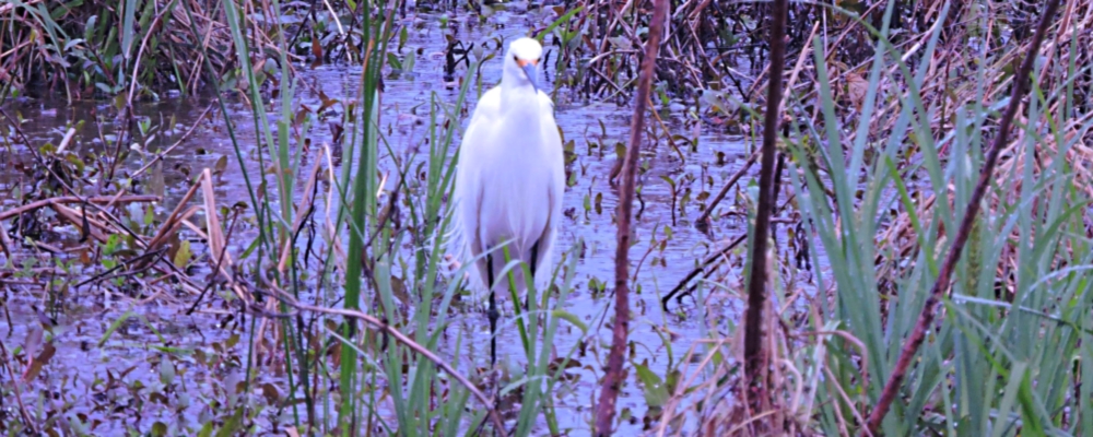 Inland Water Wading BirdsSnowy Egret