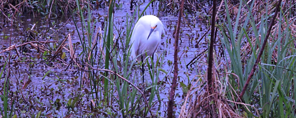 Inland Water Wading BirdsSnowy Egret