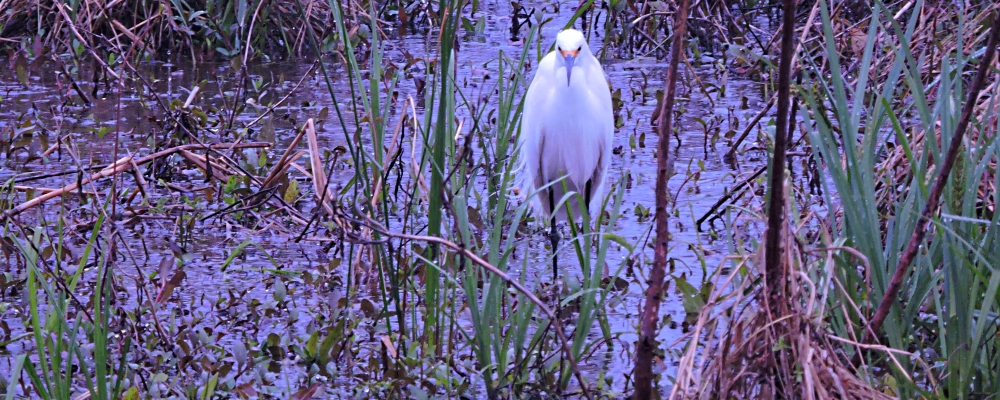 Inland Water Wading BirdsSnowy Egret