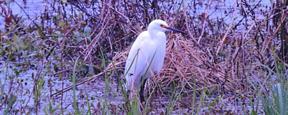 Inland Water Wading BirdsSnowy Egret