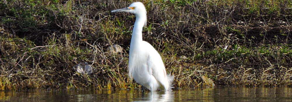 Inland Water Wading BirdsSnowy Egret