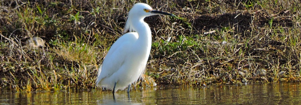 Inland Water Wading BirdsSnowy Egret