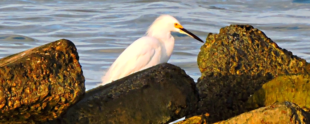 Inland Water Wading BirdsSnowy Egret