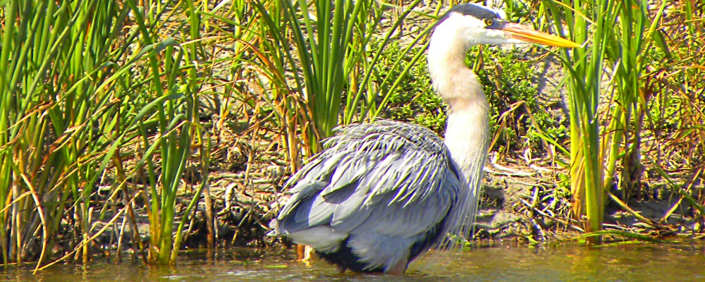 Inland Water Wading BirdsGreat Blue Heron