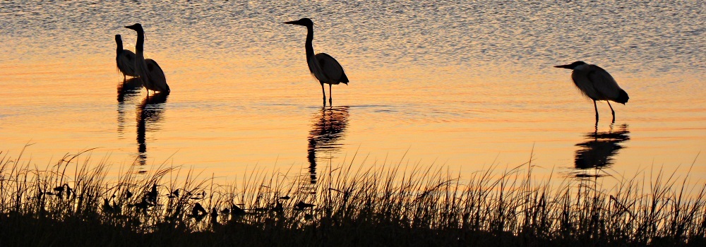 Inland Water Wading BirdsGreat Blue Heron
