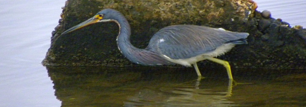 Inland Water Wading BirdsTricolored Heron