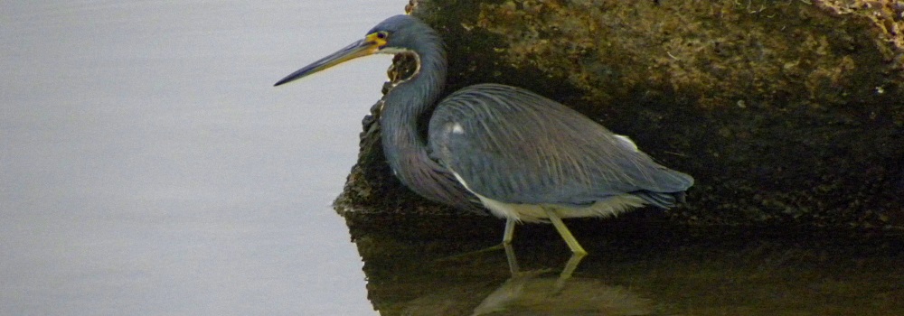 Inland Water Wading BirdsTricolored Heron