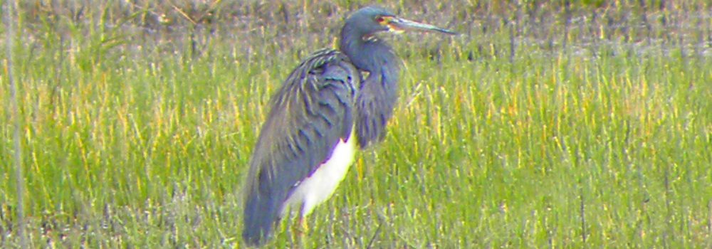 Inland Water Wading BirdsTricolored Heron