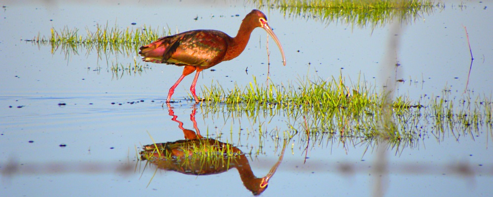 Inland WaterWading BirdsWhite-faced Ibis