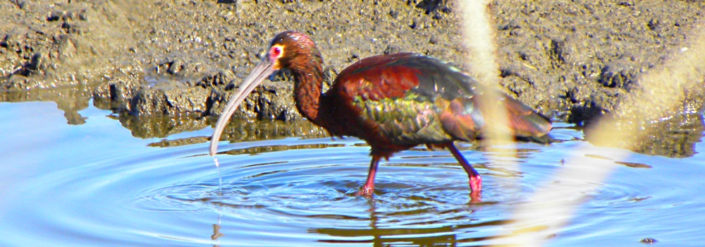 Inland WaterWading BirdsWhite-faced Ibis