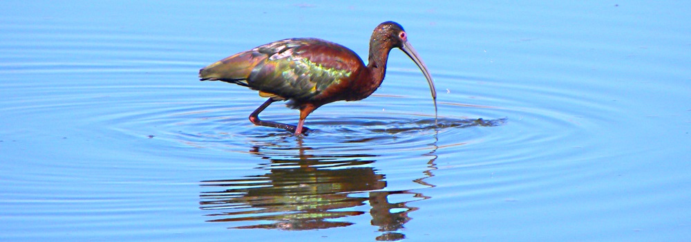 Inland WaterWading BirdsWhite-faced Ibis
