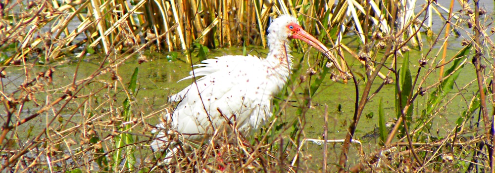 The Birding atBrazos Bend State Park