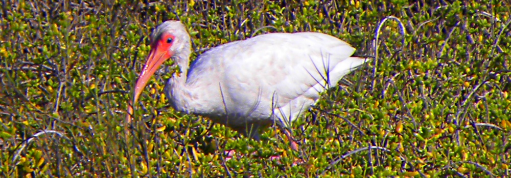 Inland Water Wading BirdsWhite Ibis
