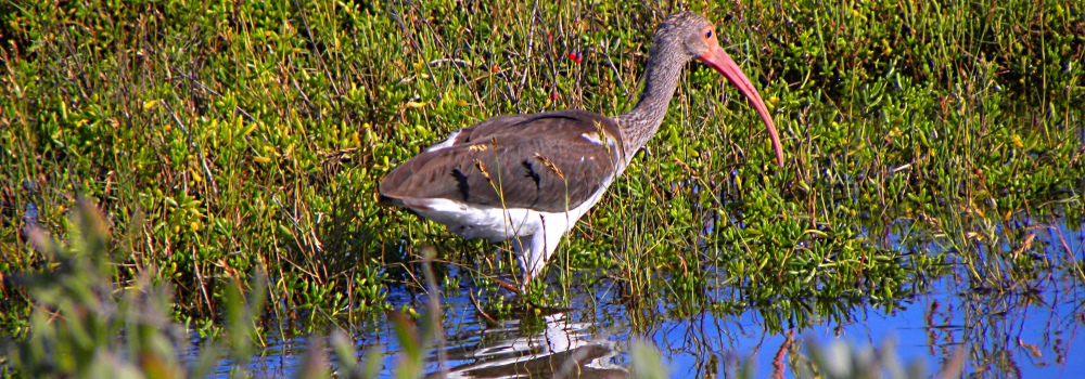 Inland Water Wading BirdsWhite Ibis