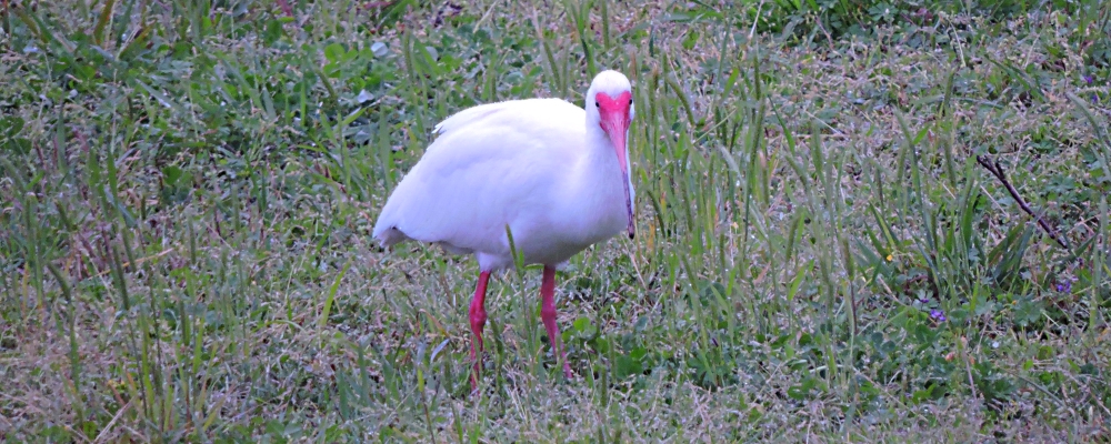 Inland Water Wading BirdsWhite Ibis