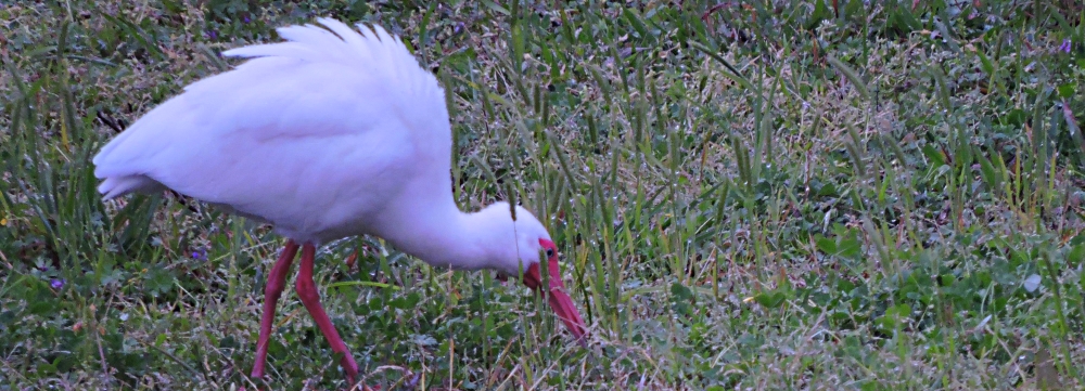 The Birding atBrazos Bend State Park