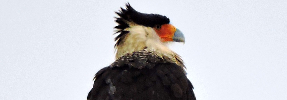 AerialistsNorthern Crested Caracara
