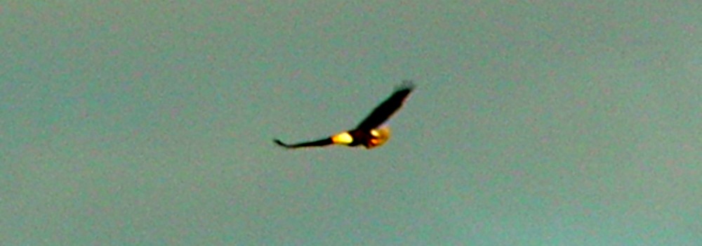 AerialistsThe Bald Eagle