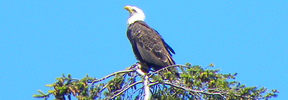 AerialistsThe Bald Eagle
