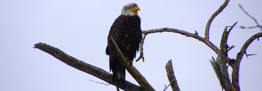 AerialistsThe Bald Eagle