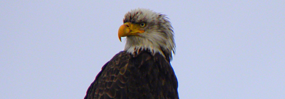 AerialistsThe Bald Eagle