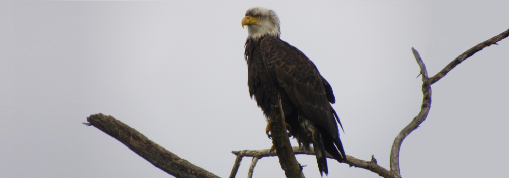 AerialistsThe Bald Eagle