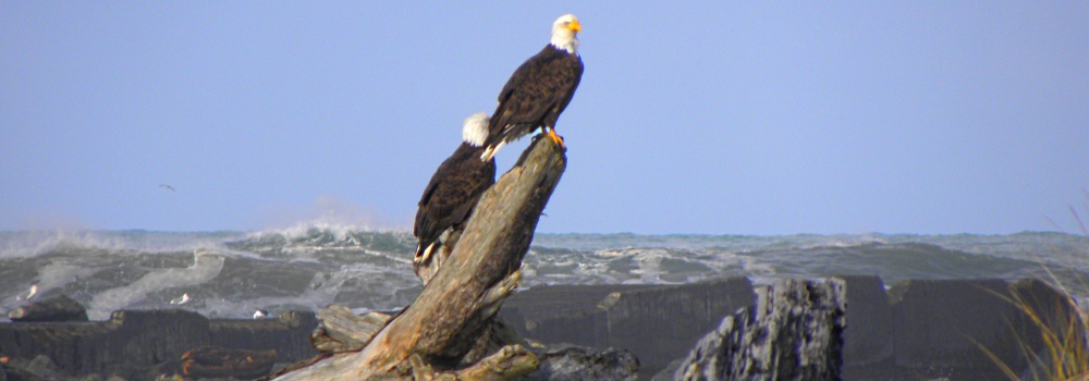 AerialistsThe Bald Eagle