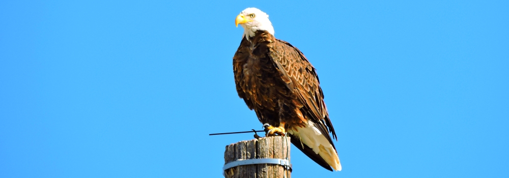 AerialistsThe Bald Eagle