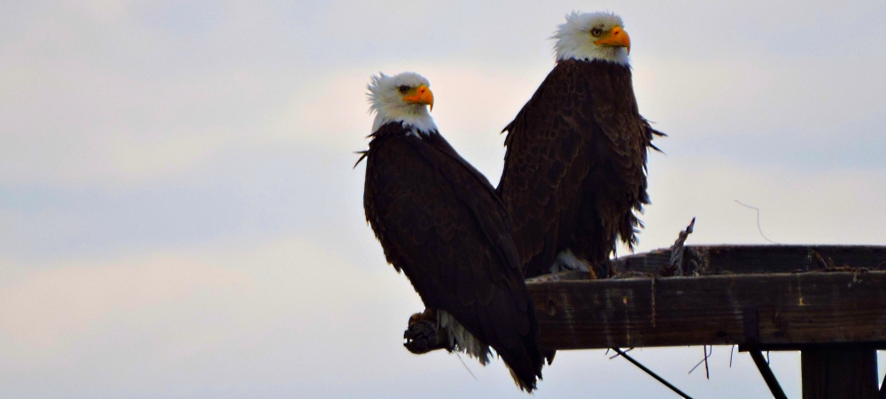 AerialistsThe Bald Eagle