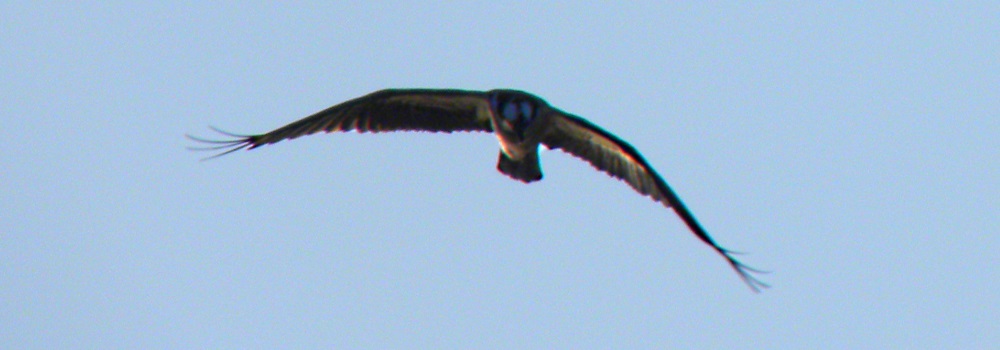 Land Based AerialistOsprey