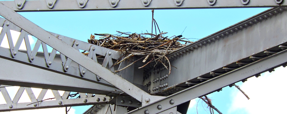 Land Based Aerialist BirdsOsprey