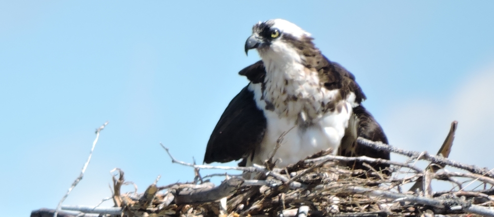 Land Based Aerialist BirdsOsprey