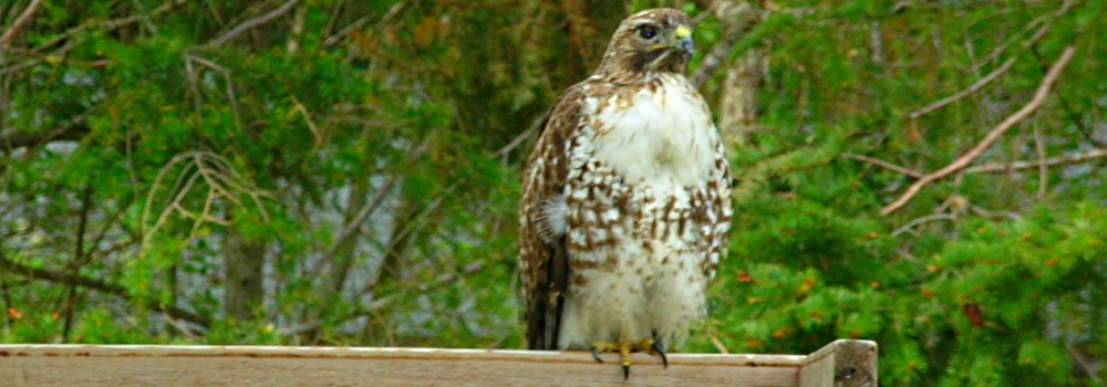 AerialistsRed-tailed Hawk