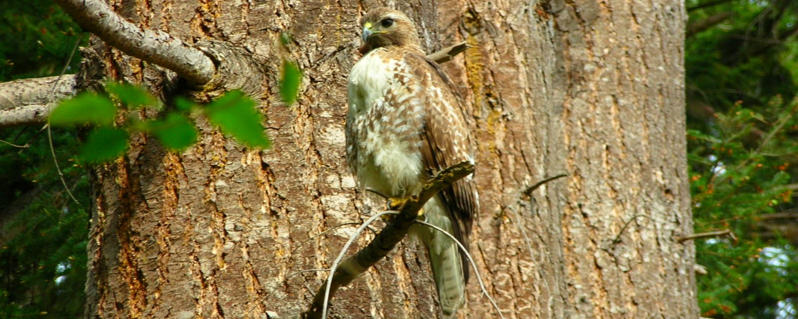 AerialistsRed-tailed Hawk