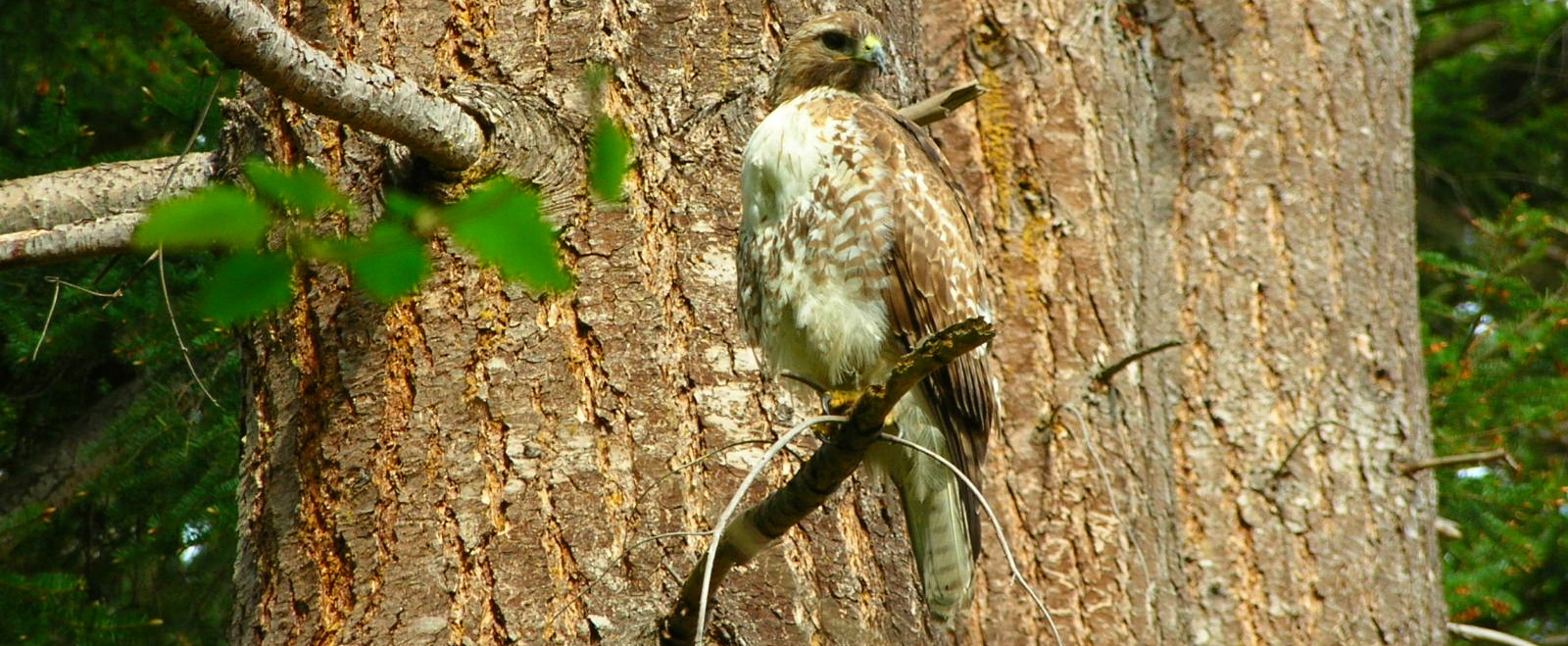 AerialistsRed-tailed Hawk