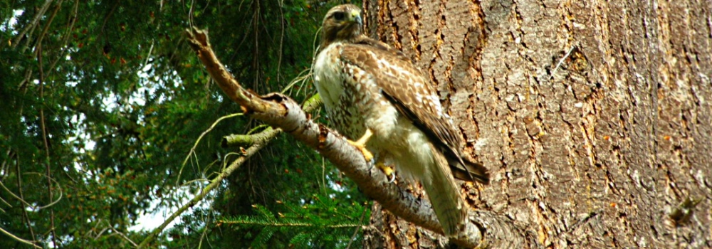 AerialistsRed-tailed Hawk