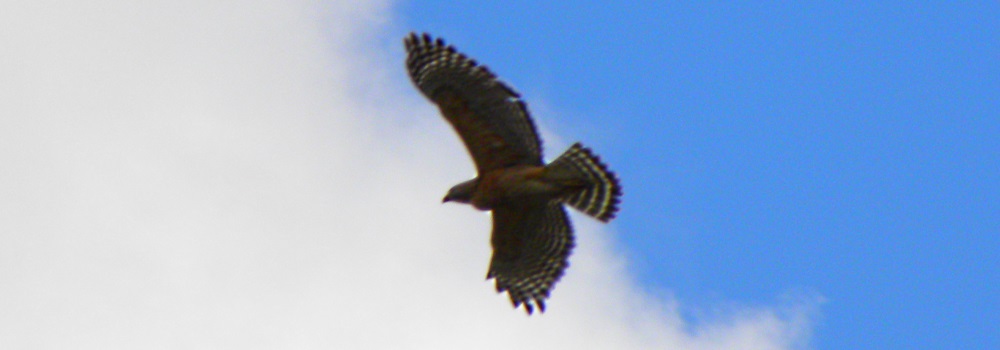 AerialistsRed-tailed Hawk