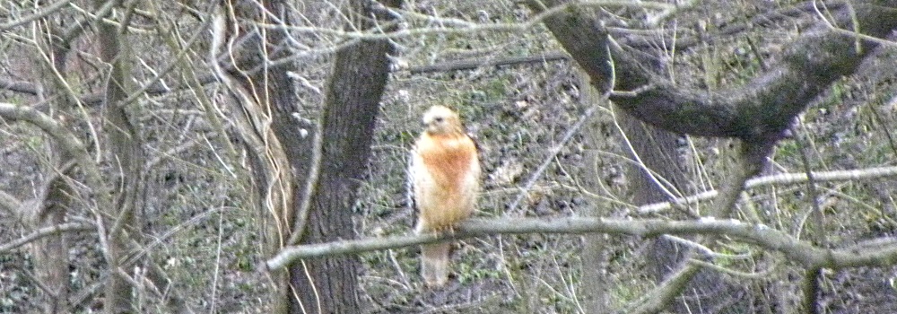 AerialistsRed-tailed Hawk